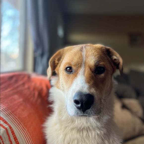 Meet your Posher, Jennifer - Picture 2 of 2